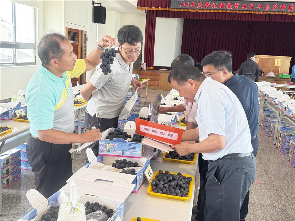 紫色選美大賽！彰化早春巨峰葡萄香氣四溢　溪湖陳震傑奪冠