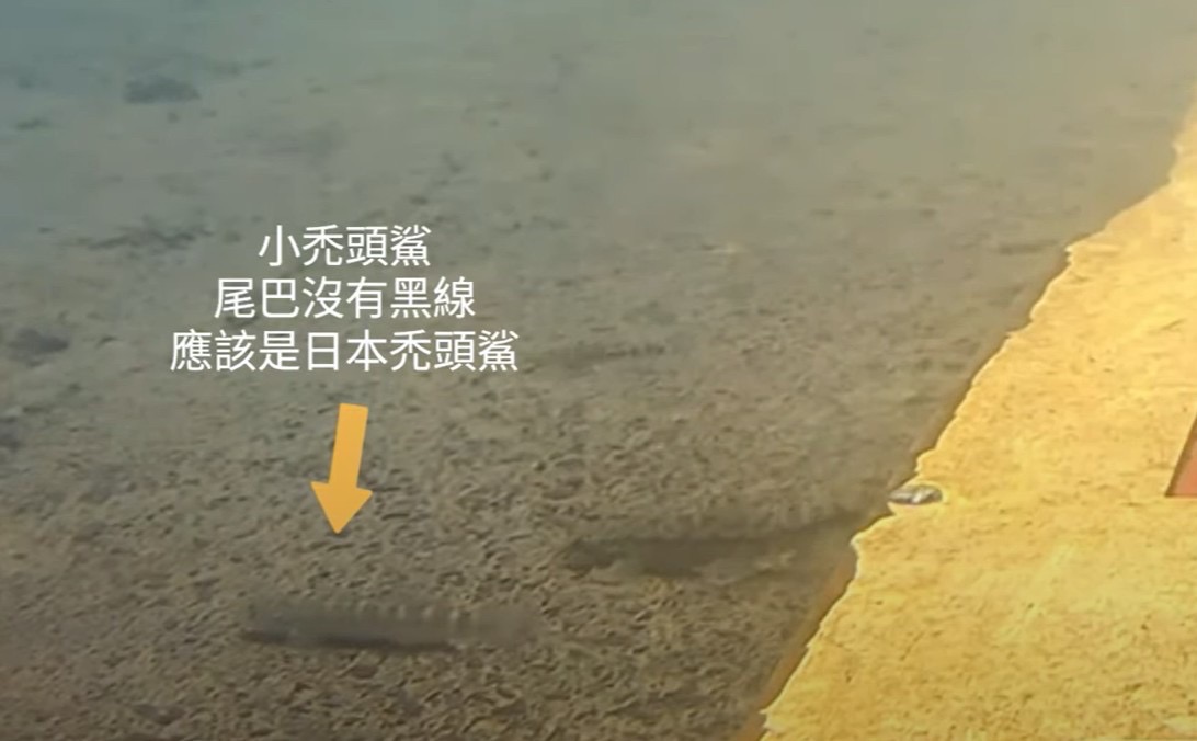碧潭堰魚道設計兼顧生態多樣性　已有48魚種及3種蝦蟹類上溯