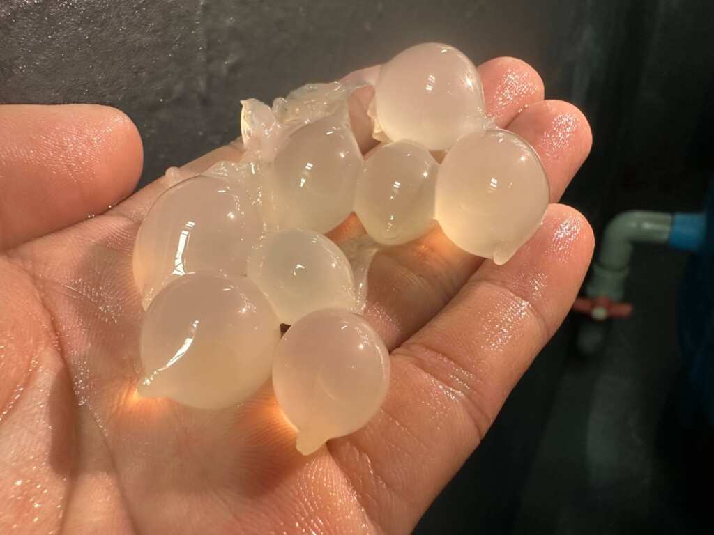 ▲宛如水晶餃的花枝受精卵。（新北市漁業處提供）
