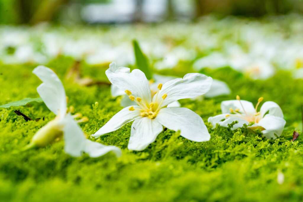 ▲桐花祭期間，白色花瓣飄落如雪景，美不勝收。（桃園市政府提供）