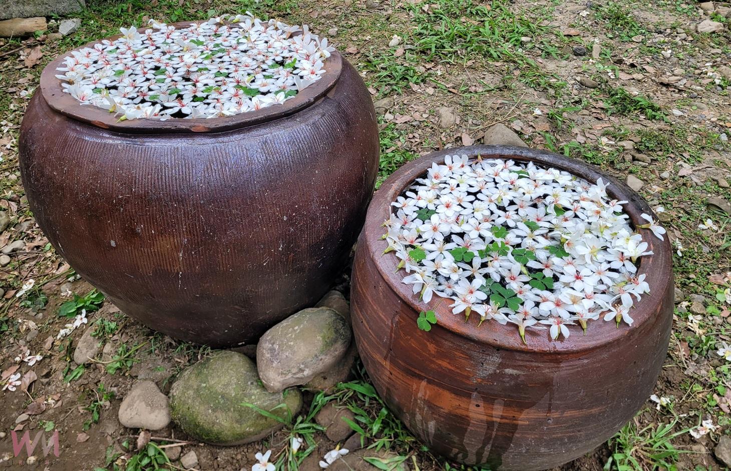 浪漫四月雪!2025古坑桐花祭登場 桐花與咖啡共舞打造春日詩篇 - https://www.watchmedia01.com