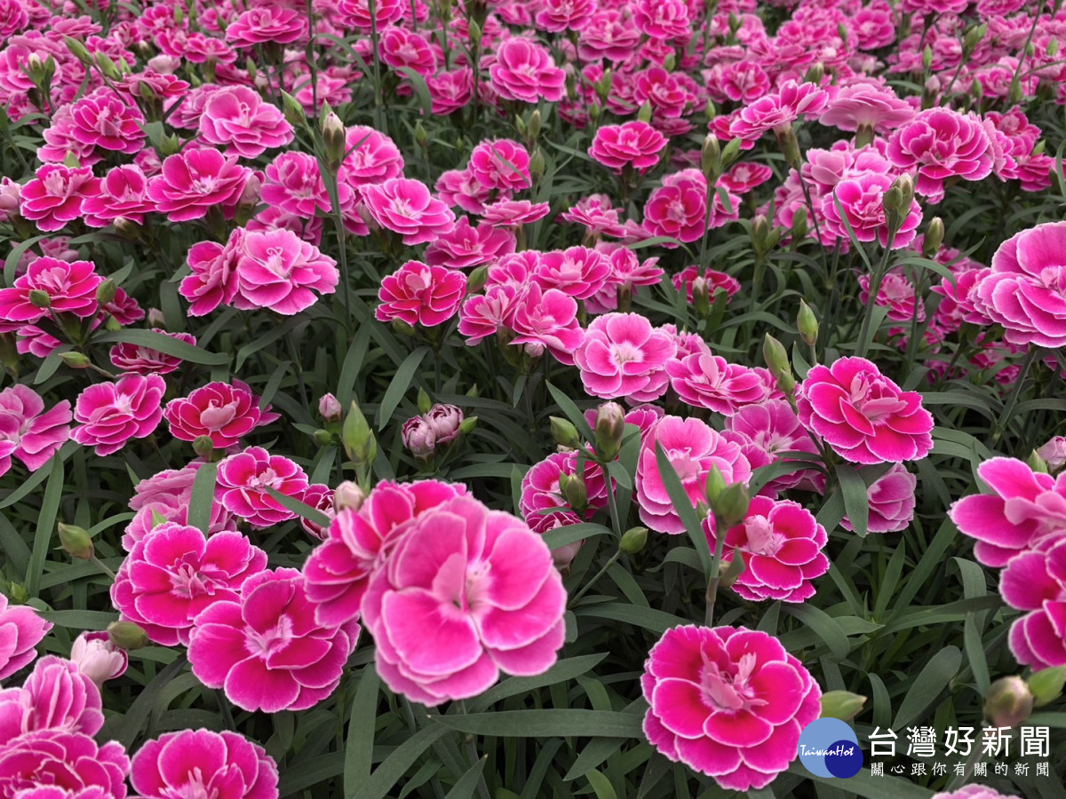 盆花康乃馨。