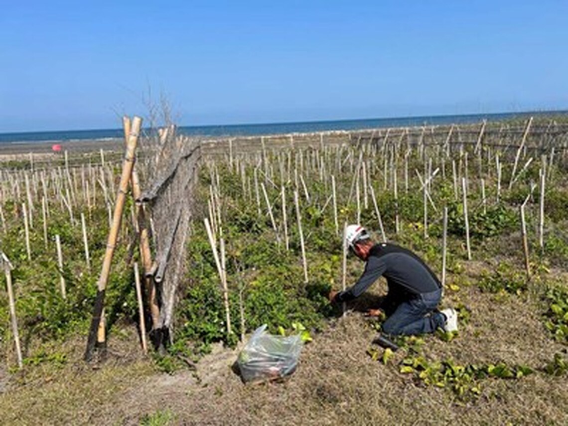 推動海岸生態復甦!中市觀旅局揭大安海岸林復育成果