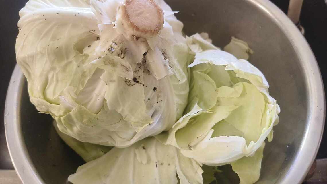 沒有農藥 有機高麗菜 蟲咬還有蚯蚓進住