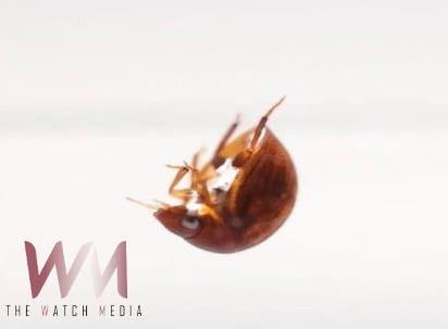 生物力學助攻　興大昆蟲少年推論遠古牙蟲游泳行為之演化 - https://www.watchmedia01.com