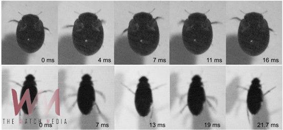 生物力學助攻　興大昆蟲少年推論遠古牙蟲游泳行為之演化 - https://www.watchmedia01.com