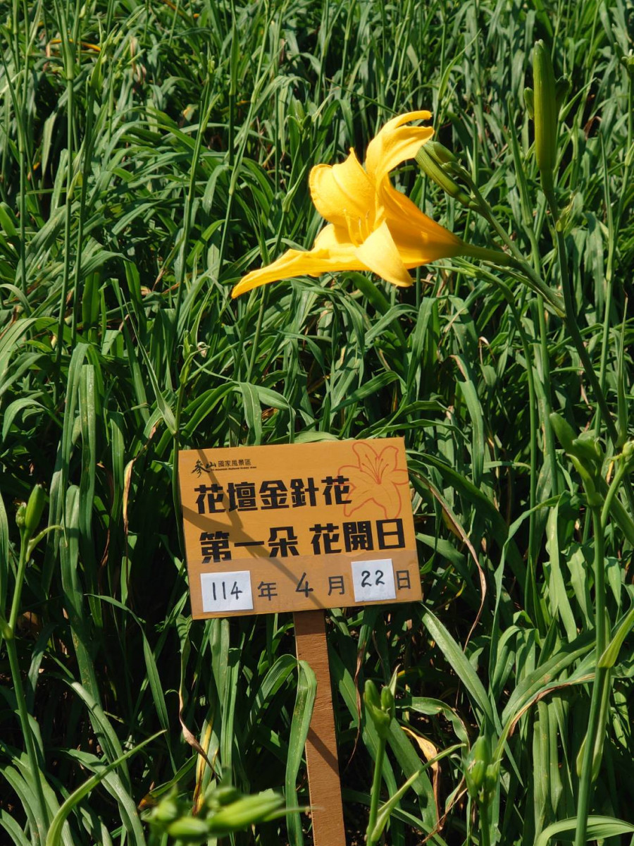 今(22)日一大早虎山巖金針花園,一次分別開出3朵花。圖/參山處提供
