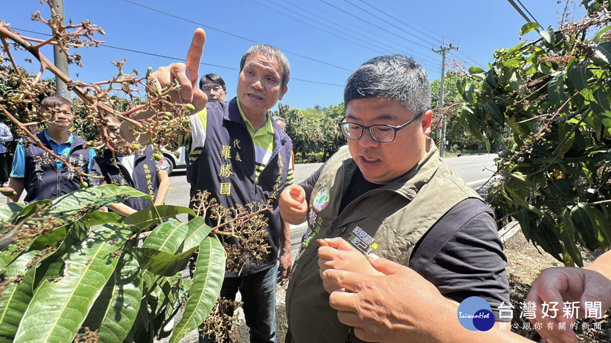 嘉義縣番路鄉的芒果產區面臨嚴重災損，大片果園陷入「空包彈」慘況／蔡易餘服務處提供