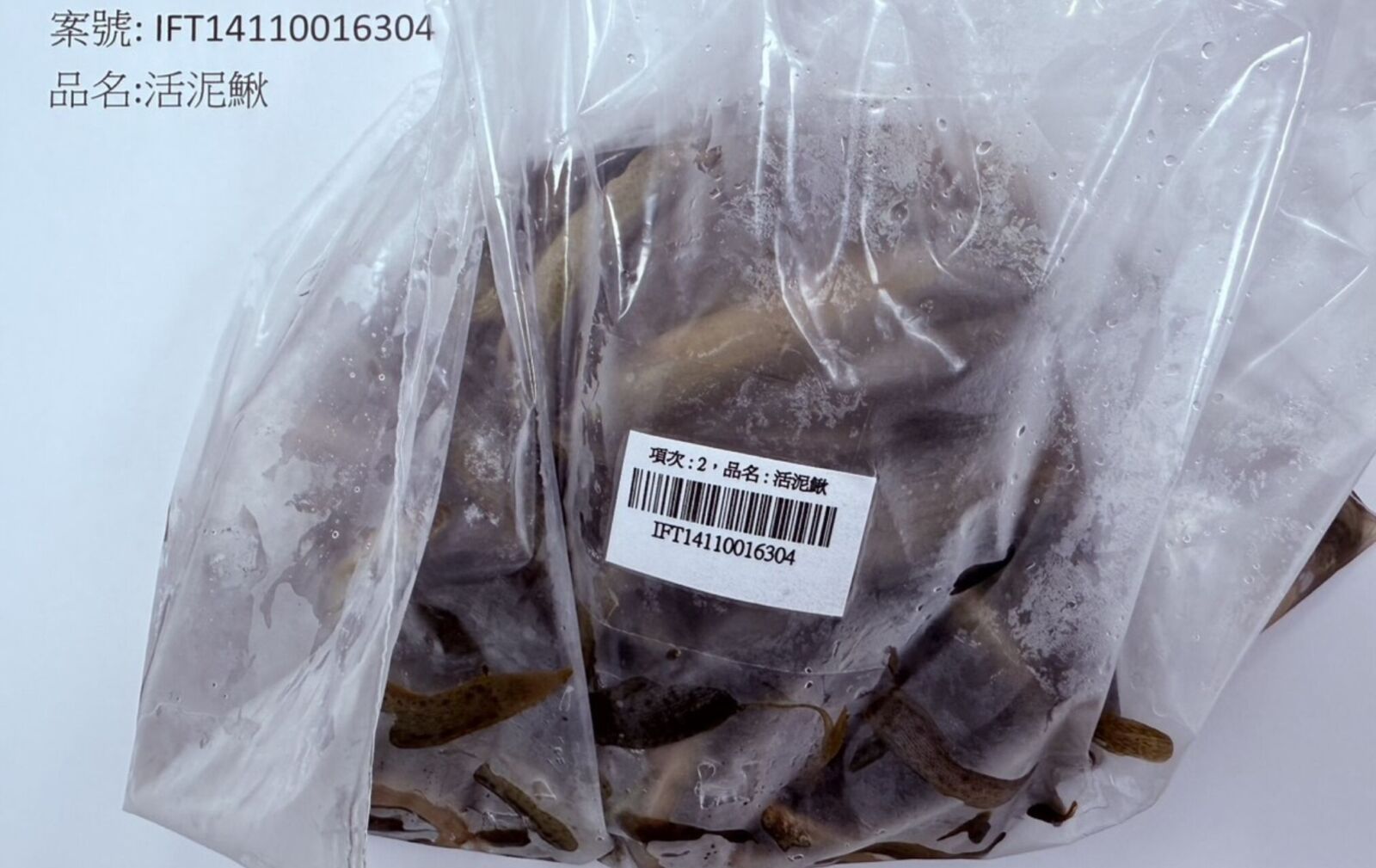 進補變吃毒！中國進口「活泥鰍」爆禁用抗生素 遭攔2268公斤 219