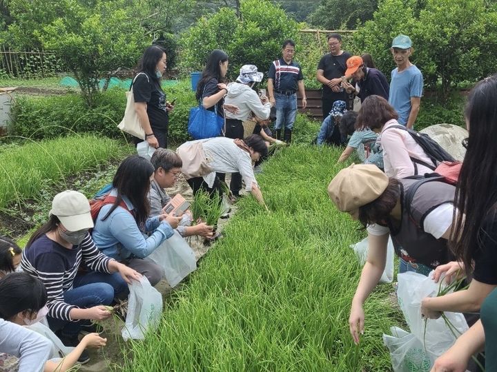新北珠蔥產季到 期間限定美食、小旅行品嘗鮮甜滋味
