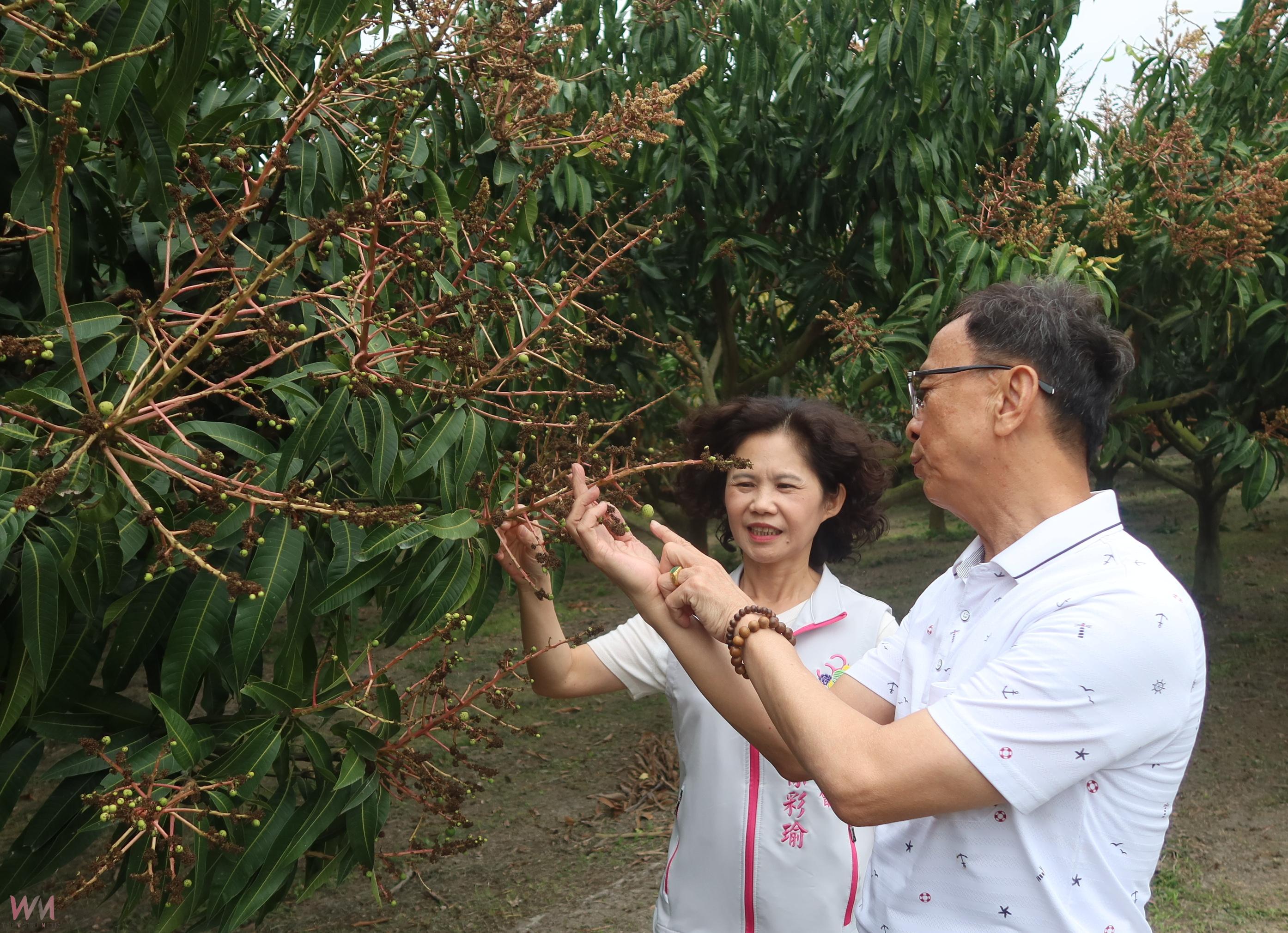 寒害重創金蜜芒果 彰化農民可申請現金救助與低利貸款 - https://www.watchmedia01.com