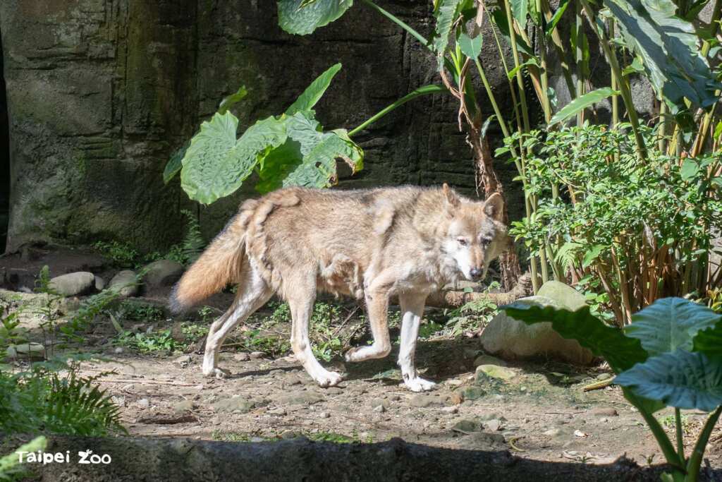 ▲到了春末夏初之際，灰狼會脫去厚重的內層毛，只留下較薄的外層毛。（臺北市立動物園提供）