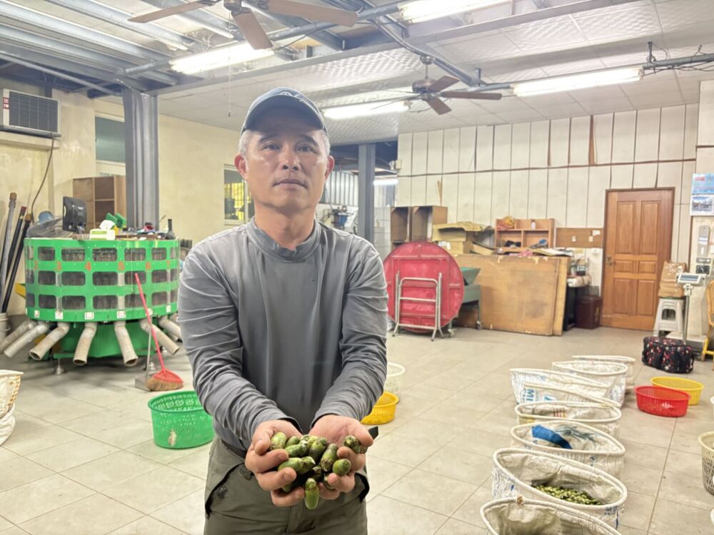 【檳榔農血淚2-1】黃志華痛訴萬棵心血遭青農強取廢園 張峻批國產署坐視不管 244 【檳榔農血淚2-1】黃志華痛訴萬棵心血遭青農強取廢園 張峻批國產署坐視不管 243