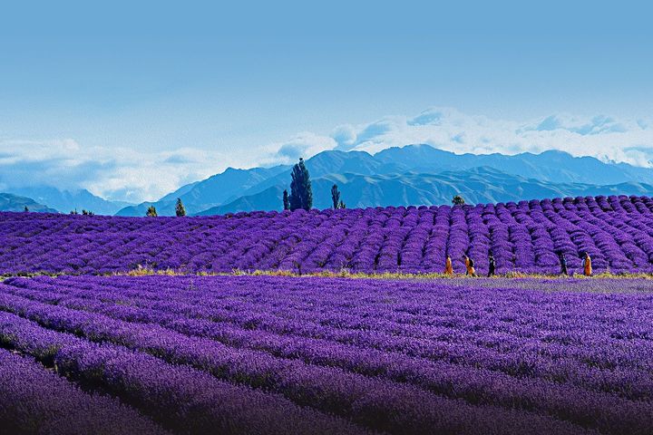 新疆是個好地方,霍城縣薰衣草花田。 圖:海峽兩岸旅遊交流協會/來源