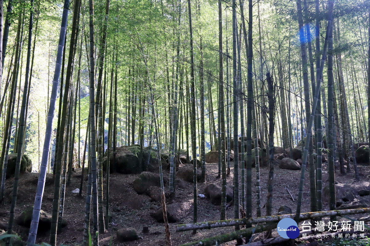 南投縣竹林面積廣且種植久遠。(記者扶小萍攝)