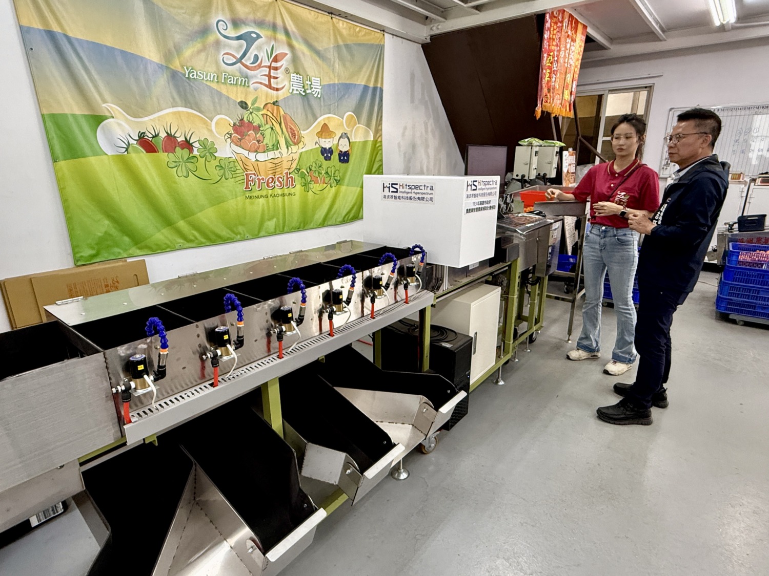 高雄小番茄變聰明! AI挑好果 人力需求減半、效率增5成