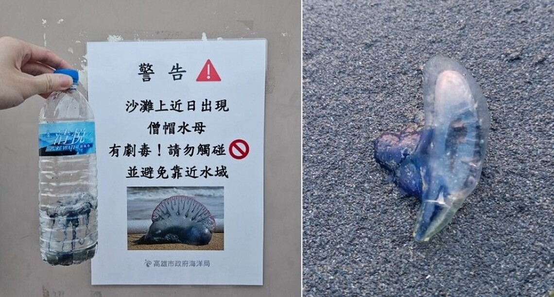 西子灣沙灘驚見劇毒僧帽水母 海洋局籲民眾切勿觸碰並加強巡查警戒