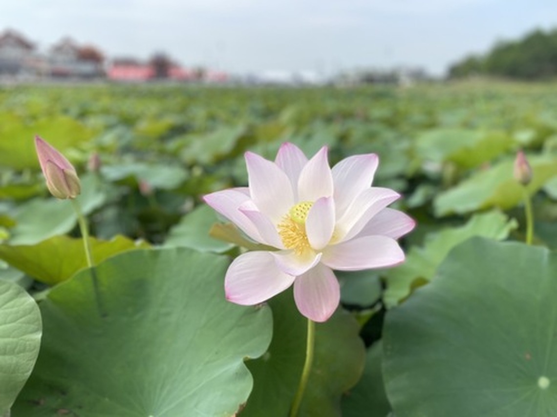 台南白河蓮花季登場至6月