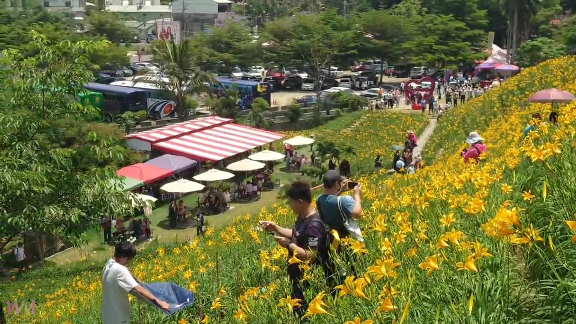 不必跑花東!虎山巖金針花海爆美!七成花開吸引萬人朝聖 - https://www.watchmedia01.com