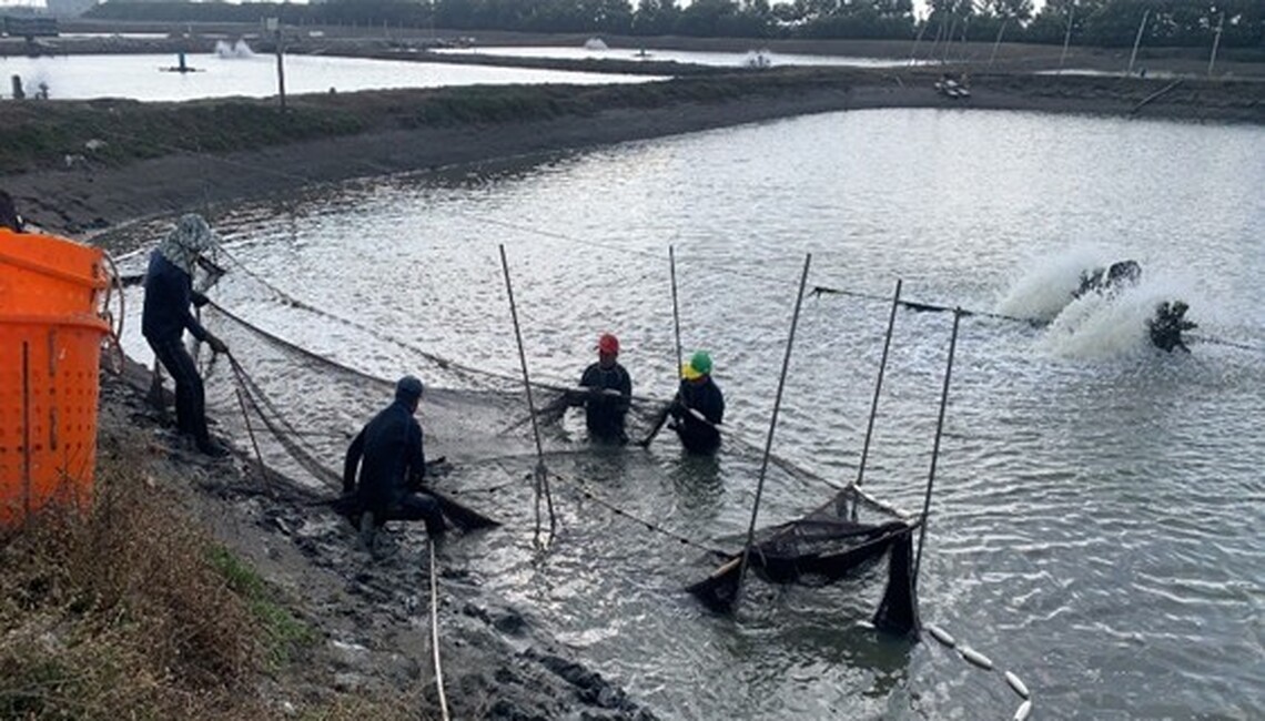 養殖放養申報到5月底   海洋局提醒確實完成放養量申報，保障自身權益