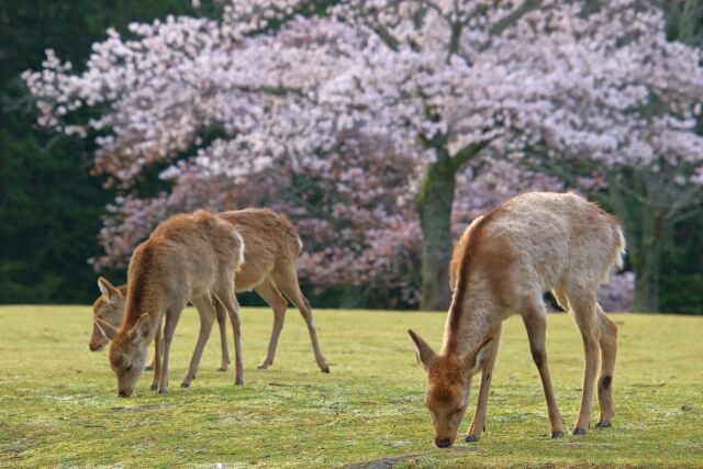 京都一日遊景點推薦 TOP 6