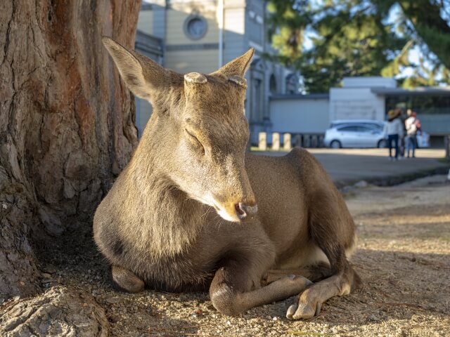 京都一日遊景點推薦 TOP 6