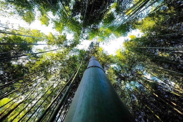 京都一日遊景點推薦 TOP 6