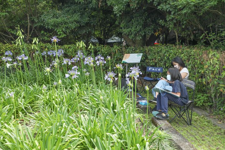 「愛情花季尋寶 鷲在內雙溪」熱情開跑!淡紫百子蓮浪漫綻放