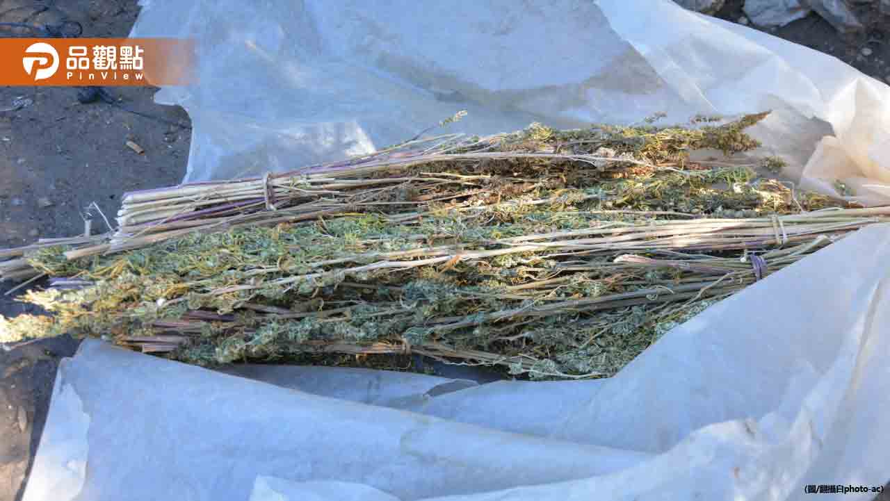 土耳其警方焚毀大麻!2.5萬居民「全嗨了」