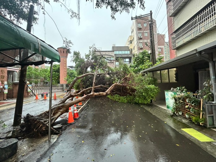 龜山幸福國小前路樹倒塌 連根拔起阻擋交通警方疏導中 69 S__13689096_0