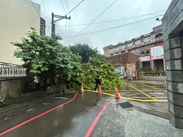 龜山幸福國小前路樹倒塌 連根拔起阻擋交通警方疏導中 70 S__13689096_0