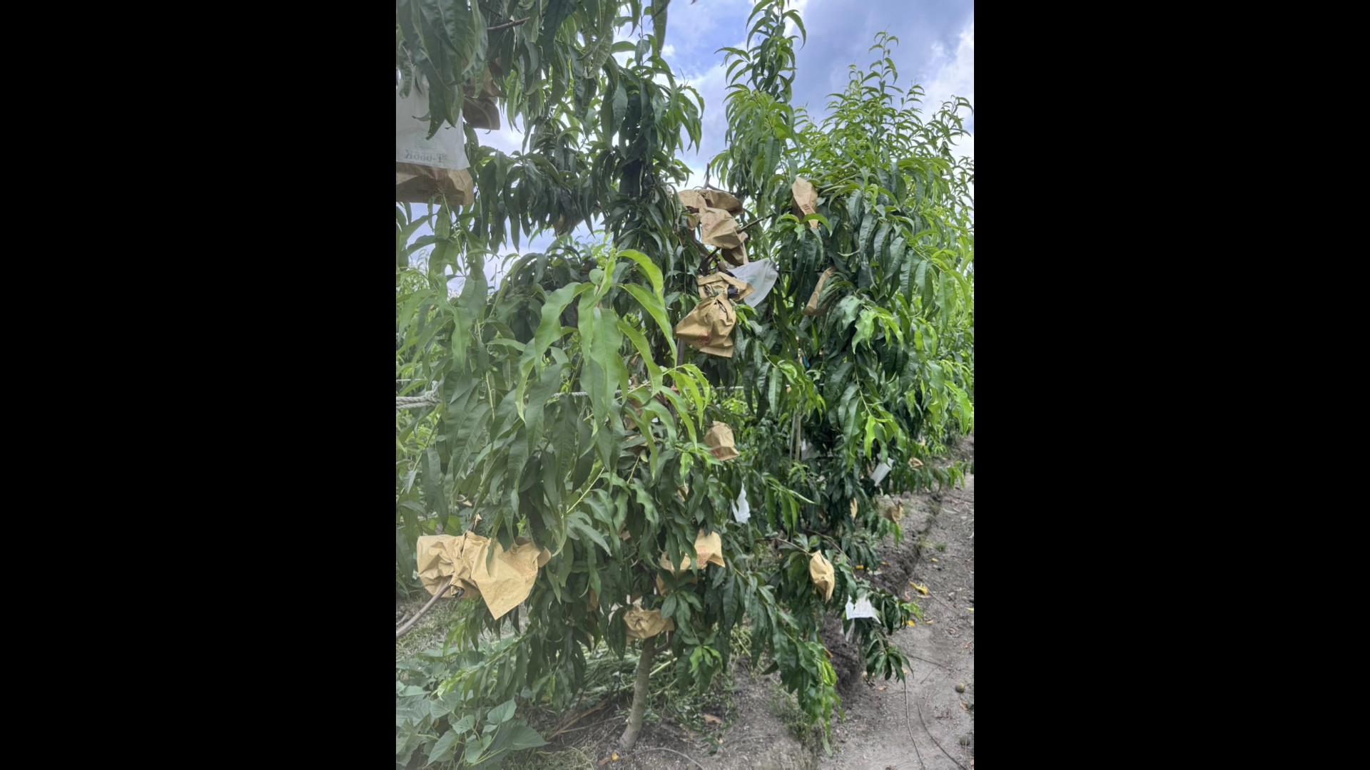 專業竊賊偷光光!神農獎果農「豐香」水蜜桃2千顆慘遭洗劫 - https://www.watchmedia01.com
