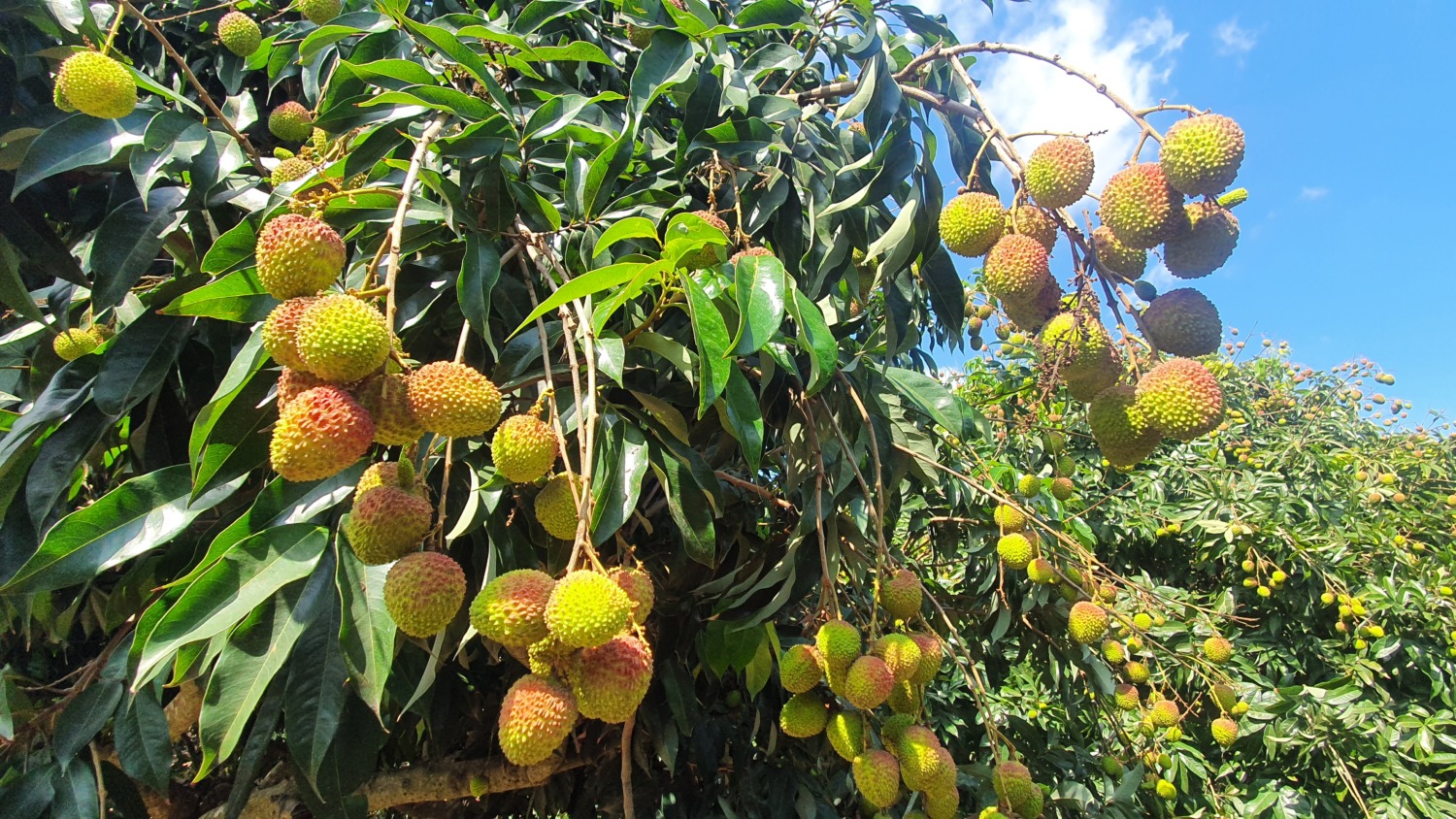 夏日最甜美的期待 「高雄首選電商平台」玉荷包禮盒甜蜜開賣!