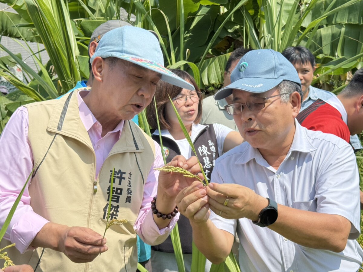 ▲鳳山稻田空包一片,立委許智傑實勘促補助、提AI農業解方。