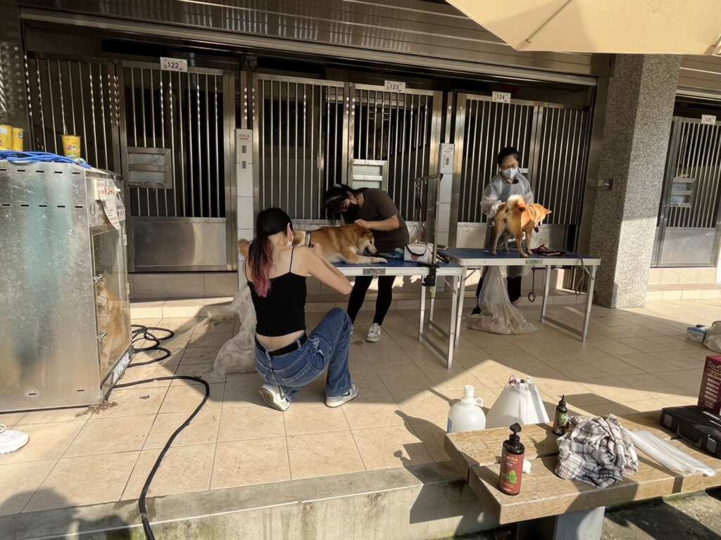 ▲元培科技大學寵物保健系的教師與學生主動協助為毛孩提供專業美容服務，幫牠們恢復信心與對人的信任。（新竹縣政府提供）