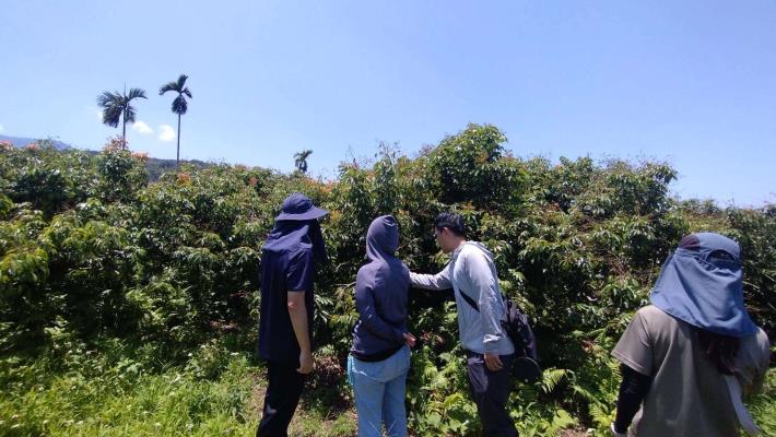 低溫重創荔枝結果 縣府力爭農業部救助穩定農民生計