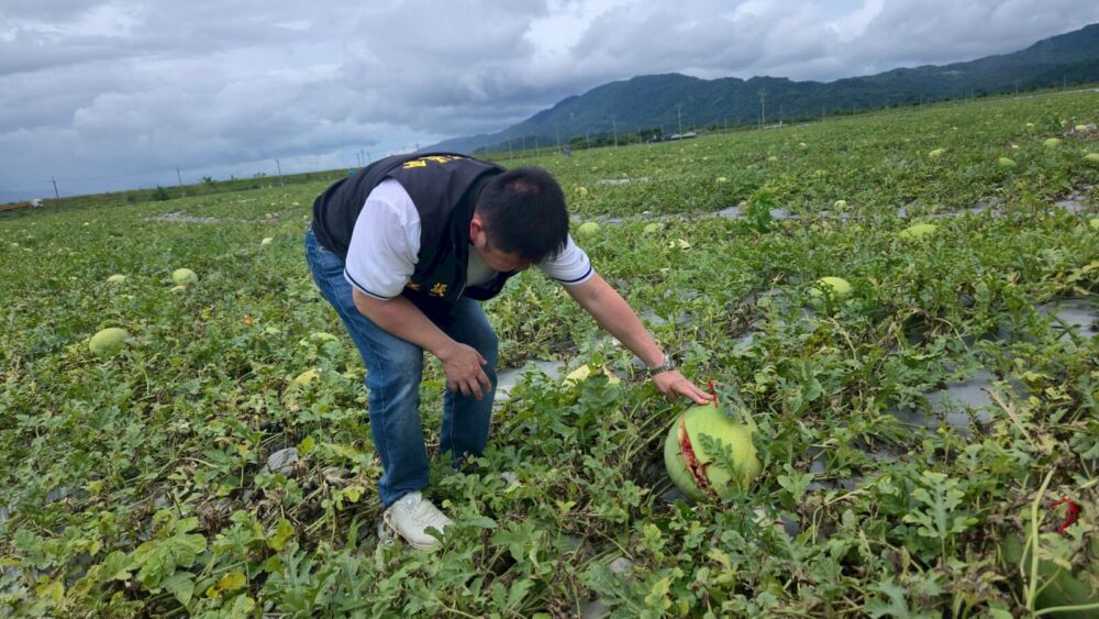 極端氣候花蓮西瓜近200公頃裂果 張峻「不忍卒睹」率各界為瓜農請命 210 極端氣候花蓮西瓜近200公頃裂果 張峻「不忍卒睹」率各界為瓜農請命 209