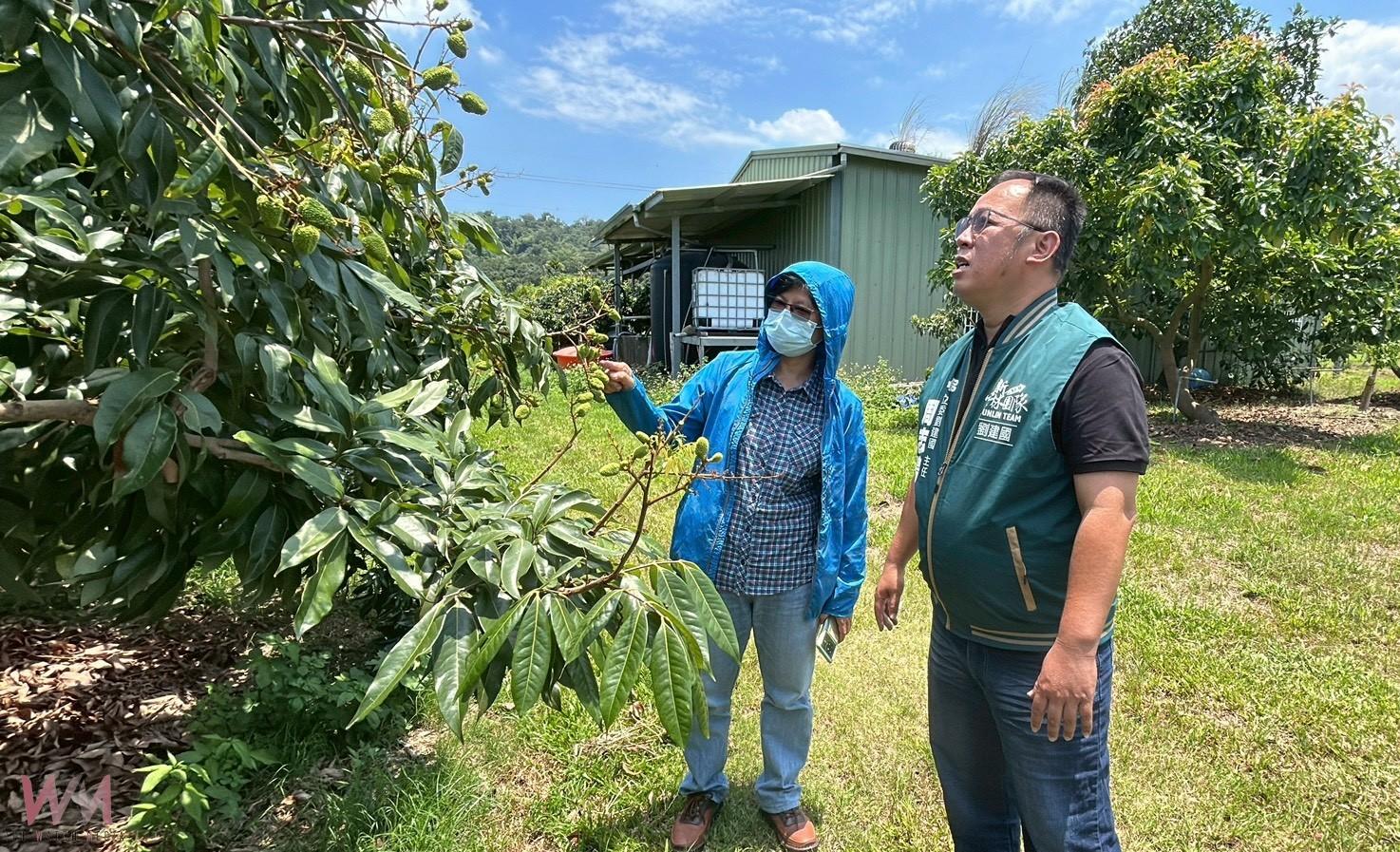 古坑荔枝遭遇低溫襲擊災損 劉建國籲請農業部啟動補助 - https://www.watchmedia01.com
