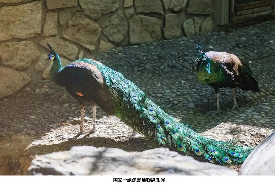 自然探秘再升級 北京動物園多種珍稀動物全新亮相