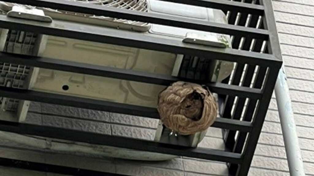 ▲居家蜂巢經常築於屋簷或窗台。(新北市動保處提供)