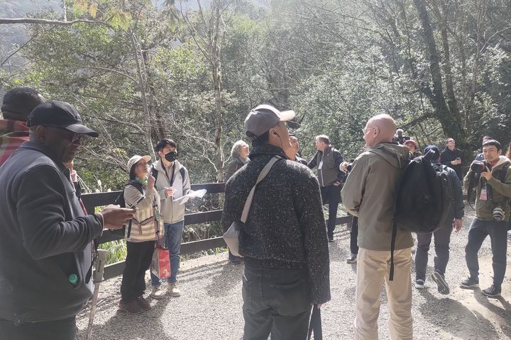 巨木陪你一起聽音樂 拉拉山巨木音樂會揭開旅遊序幕