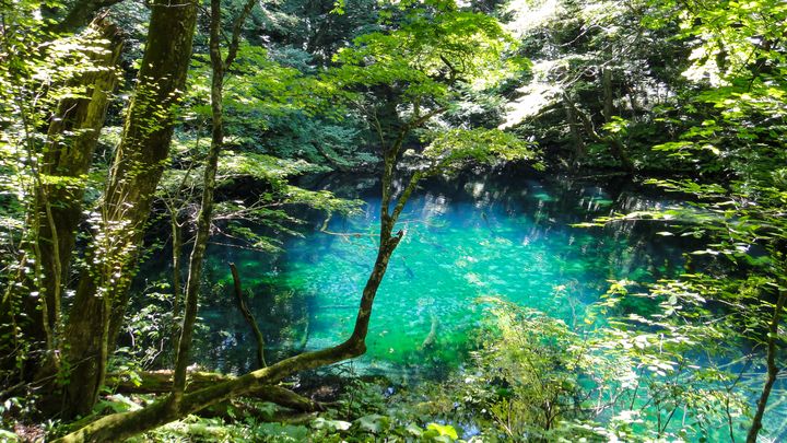 全台獨家!「森林療癒師」設計 限量森林x溫泉紀行:身心靈森.深呼吸之旅