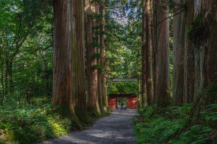 全台獨家!「森林療癒師」設計 限量森林x溫泉紀行:身心靈森.深呼吸之旅