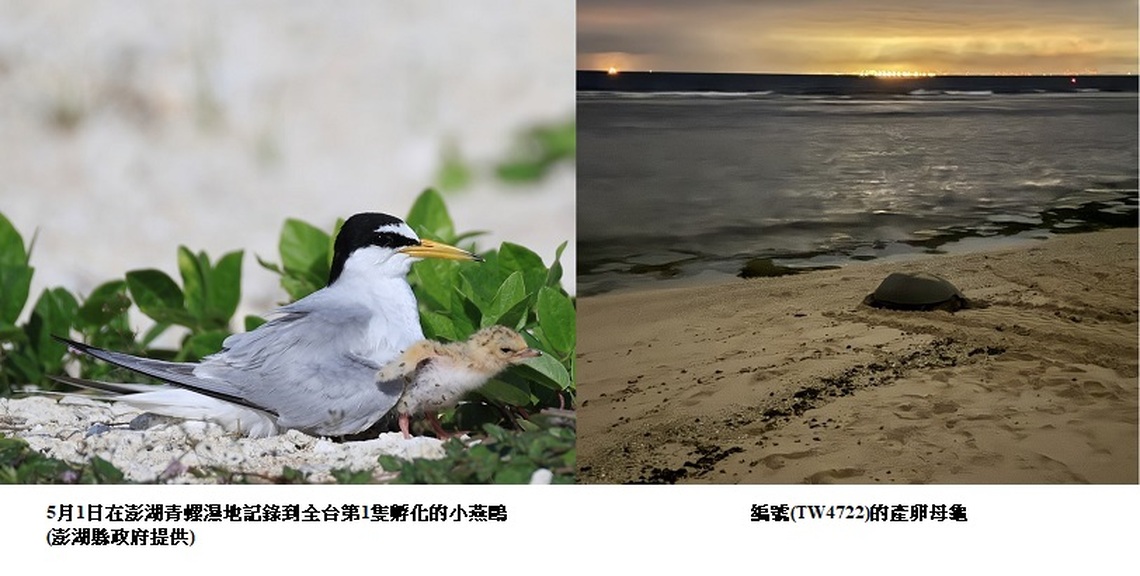 世界生物多樣性日   海保署攜手各界保育小燕鷗與綠蠵龜