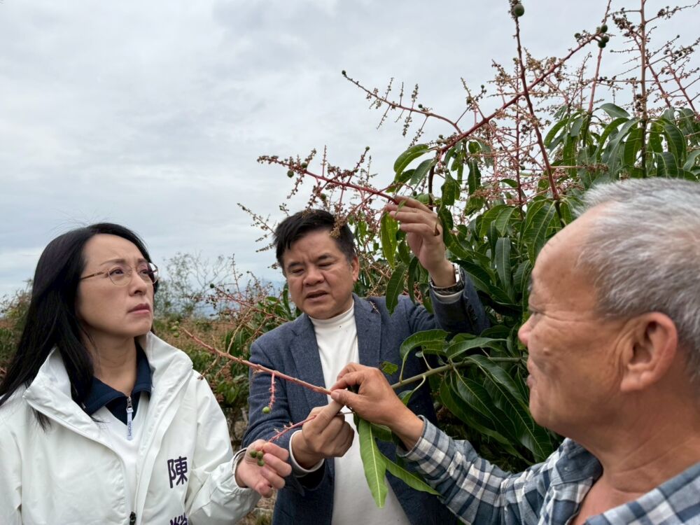 台東夏雪芒果寒害救助已撥款 陳瑩、莊瑞雄持續關注災情 252 台東夏雪芒果寒害救助已撥款 陳瑩、莊瑞雄持續關注災情 251