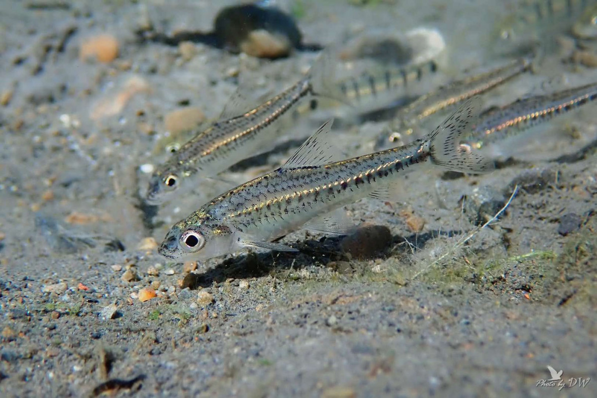 巴氏銀鮈為一級保育類瀕臨絕種野生動物，全球僅存於臺灣中部烏溪流域(臺中市野生動物保育學會提供)
