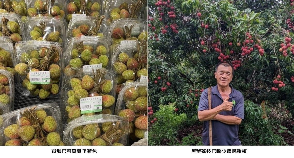 玉荷包荔枝 農民期待今年大豐收