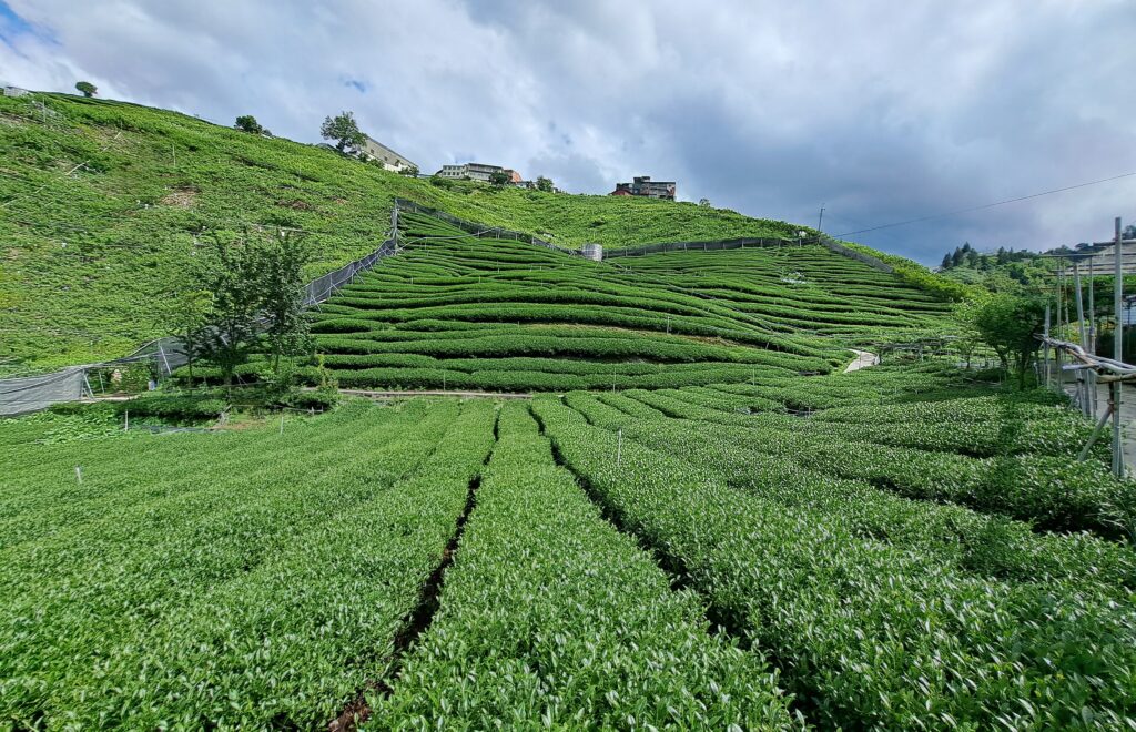 台肥開發液態型緩釋肥 台灣精準農業注入全新動能 2 114052321