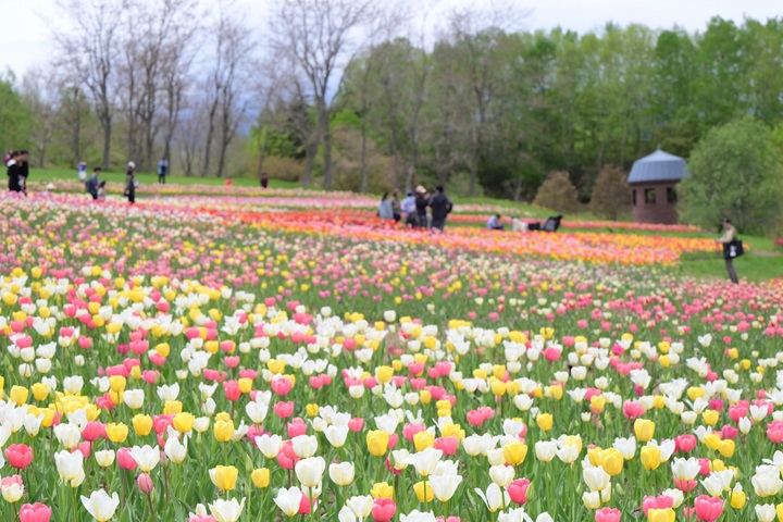 國營瀧野鈴蘭丘陵公園的彩之丘,鬱金香燦爛綻放滿開中! 圖:一般財團法人公園財團 Parks Japan.F/來源