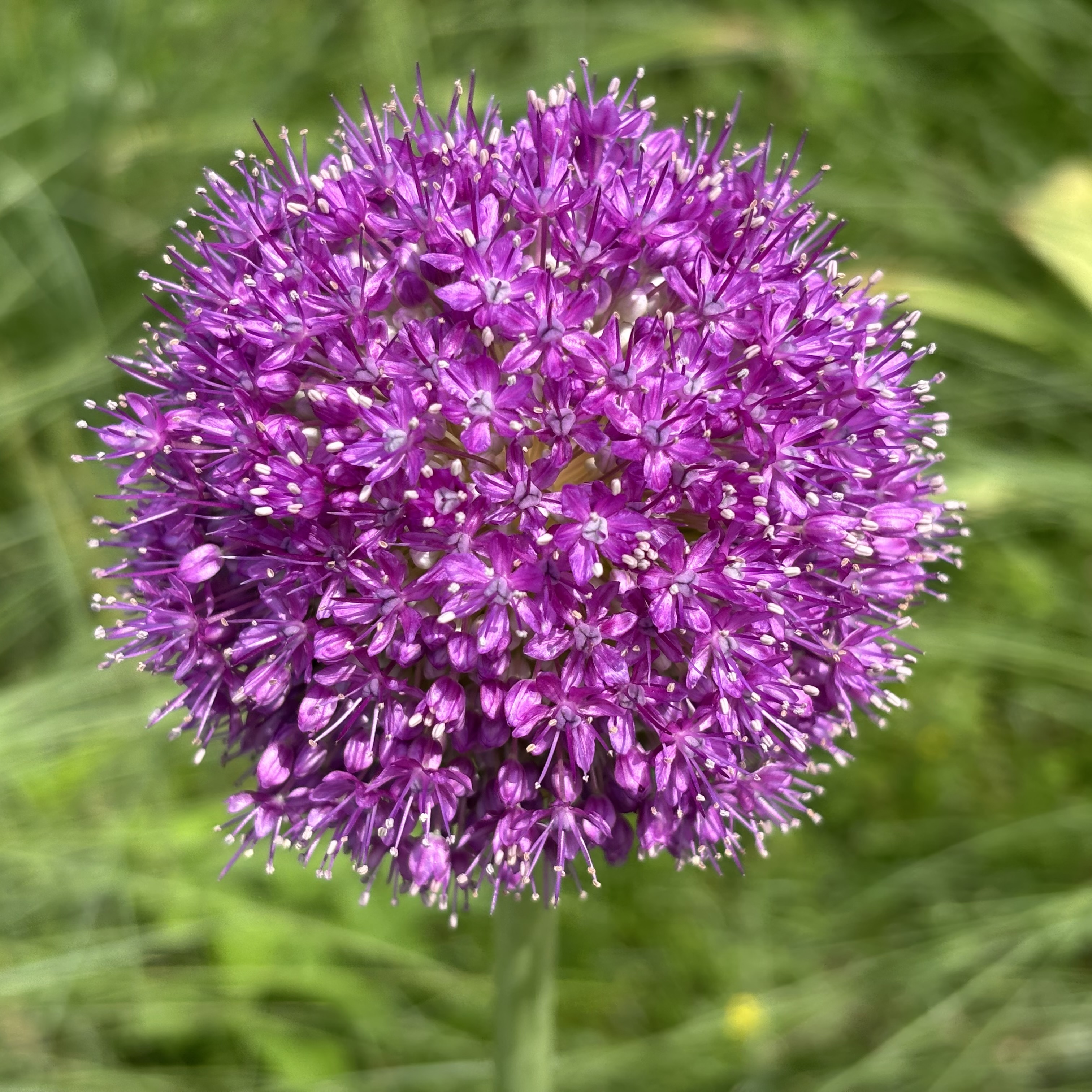超夢幻紫球花點綴大草原!福岡近郊海之中道海濱公園的繡球蔥花正美